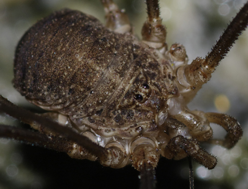 Opilio parietinus dal Val di Sole: